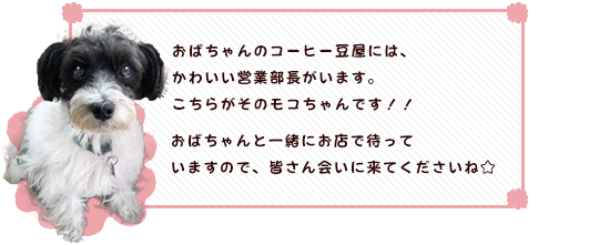 おばちゃんのコーヒー豆屋には、かわいい営業部長がいます。こちらがそのモコちゃんです！！おばちゃんと一緒にお店で待っていますので、皆さん会いに来てくださいね☆